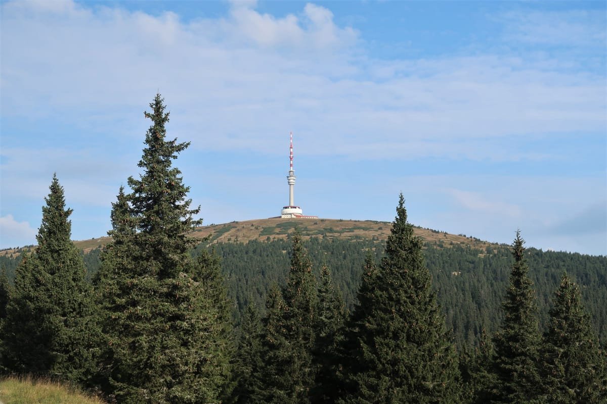 Praděd s vysílačem nad smrkovým lesem, pohled od Ovčárny